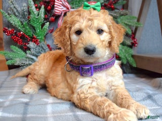 Goldendoodle dogs Penny - Ad 13