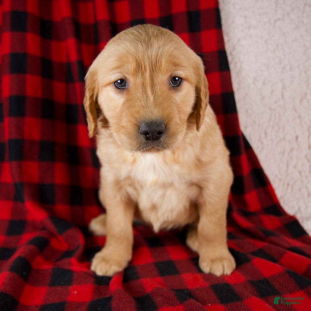 Golden Retriever dogs for sale: Trixie - Ad 5