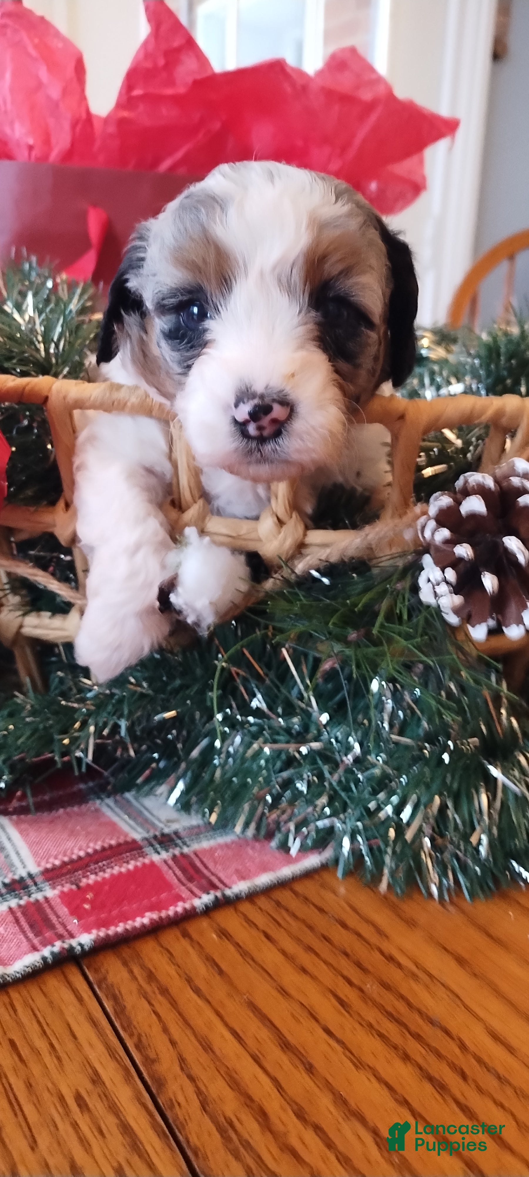 Mixed Breed dogs Hazel  - Ad 8