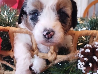 Mixed Breed dogs Hazel - Ad 2