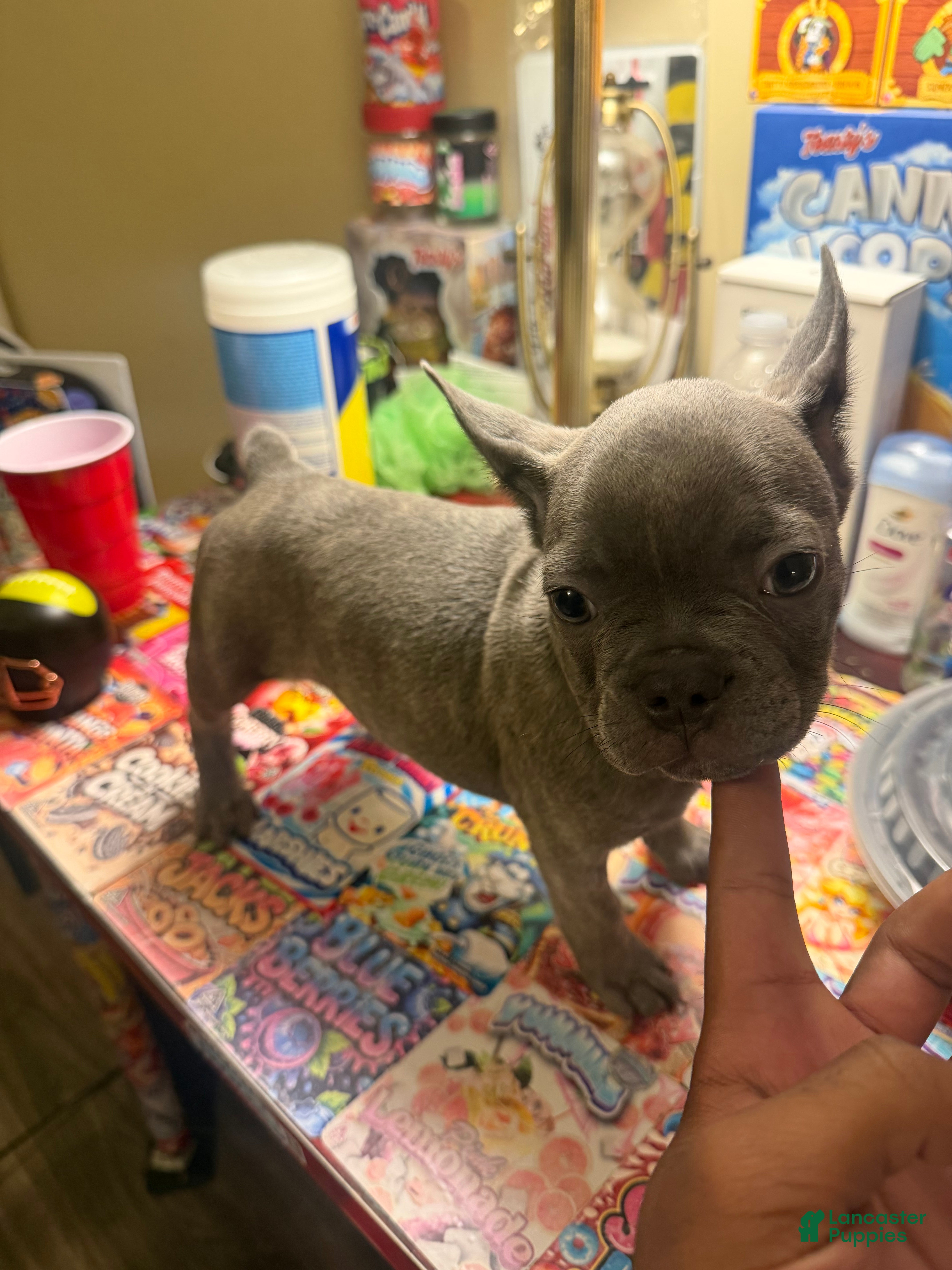 French Bulldog dogs for sale: French Bulldog Blue Sable Male Puppy - Ad 2