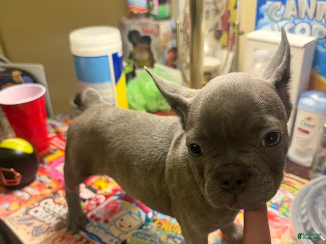 French Bulldog dogs for sale: French Bulldog Blue Sable Male Puppy - Ad 2