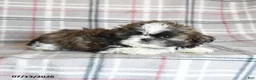 Shih Tzu dogs for sale: Cookie - Ad 4