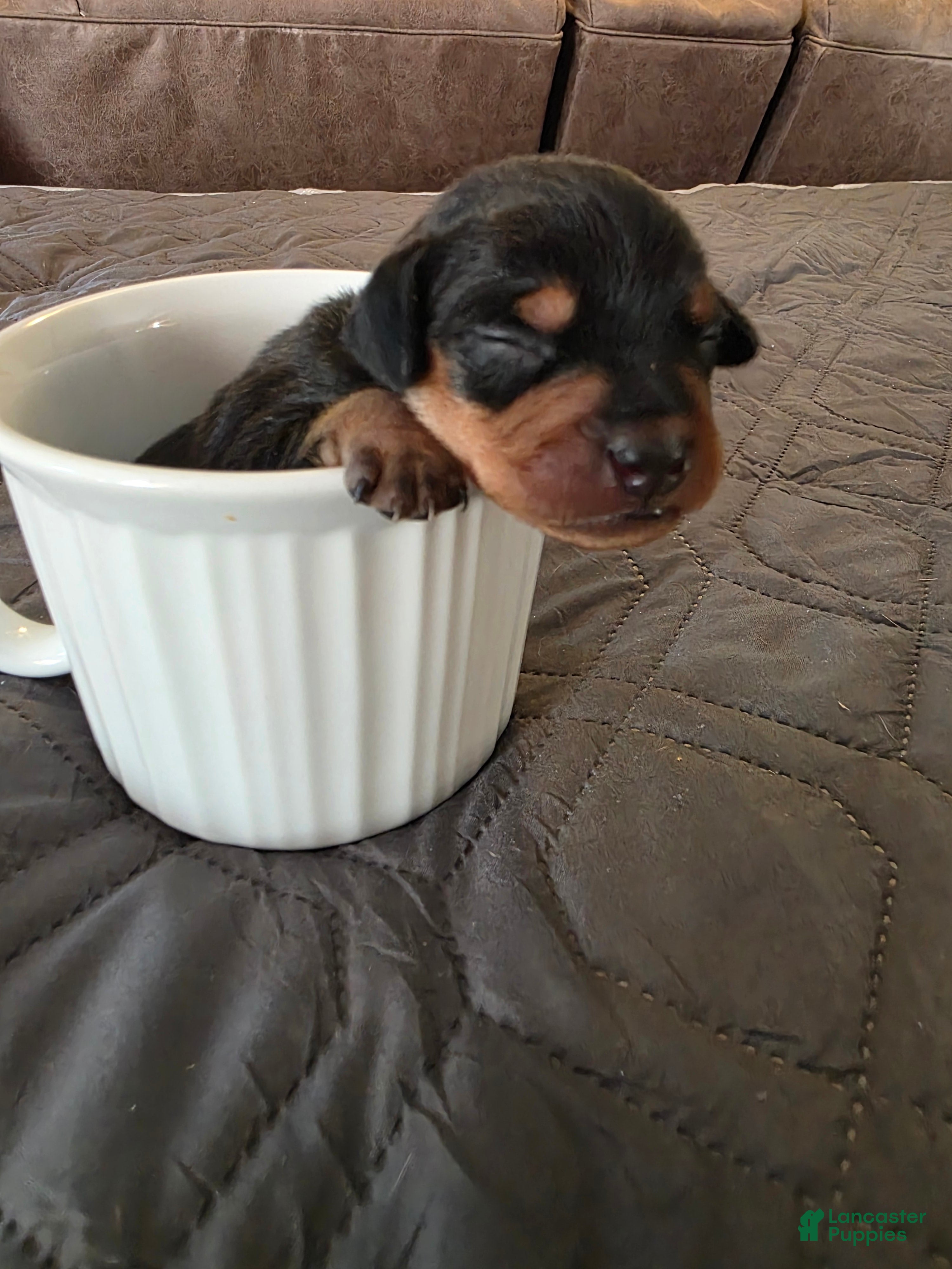 Miniature Pinscher dogs R-green - Ad 1
