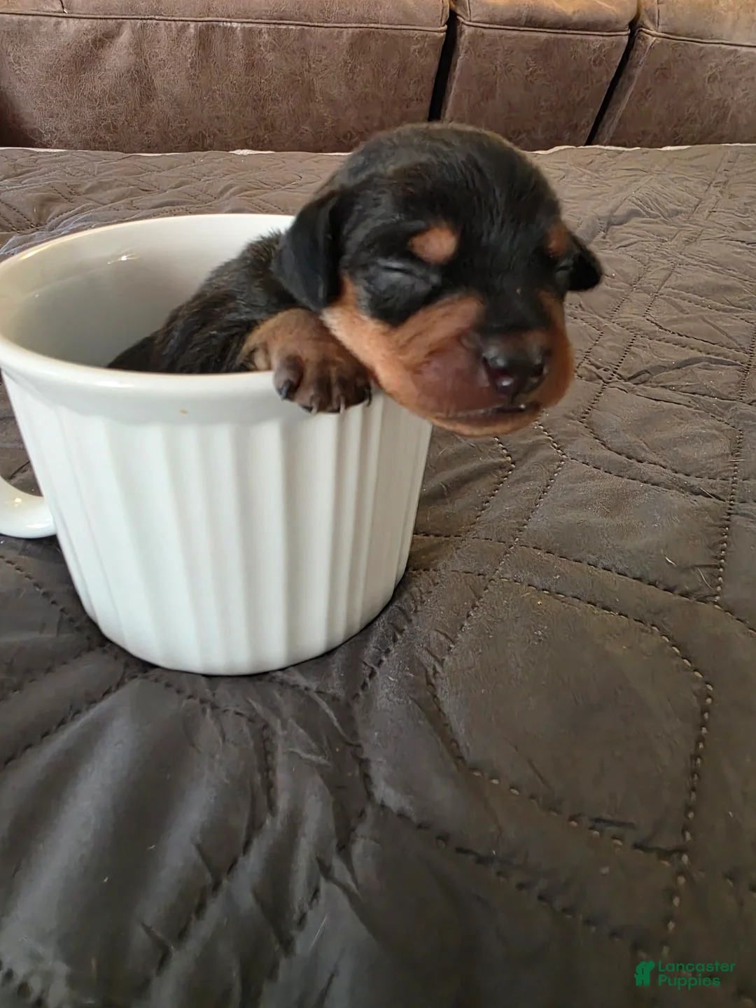Miniature Pinscher dogs for sale: R-green - Ad 1