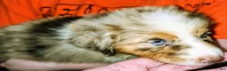 Australian Shepherd dogs for sale: Cher - Ad 5