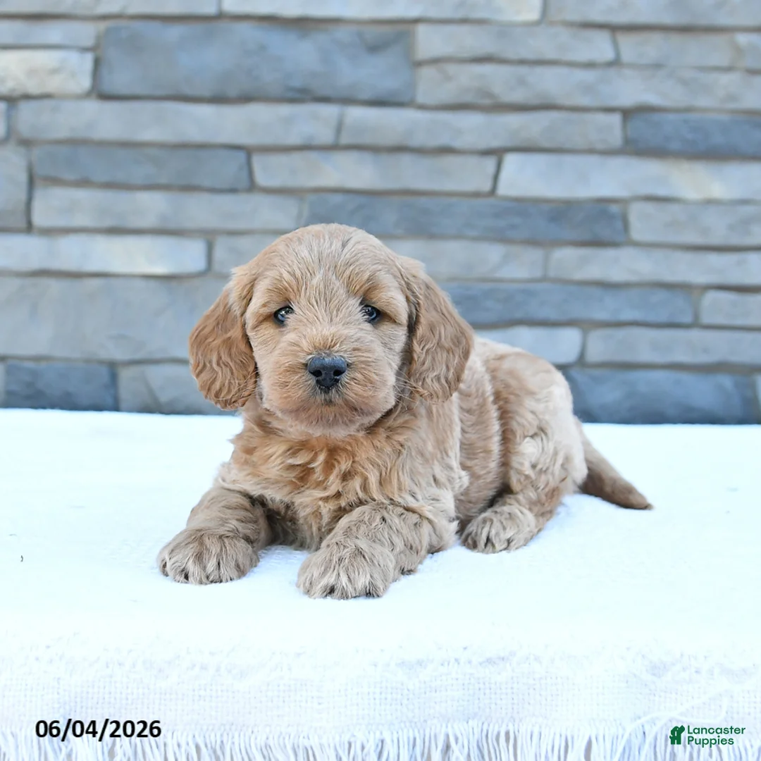 Cockapoo dogs for sale: Rowdy - Ad 1