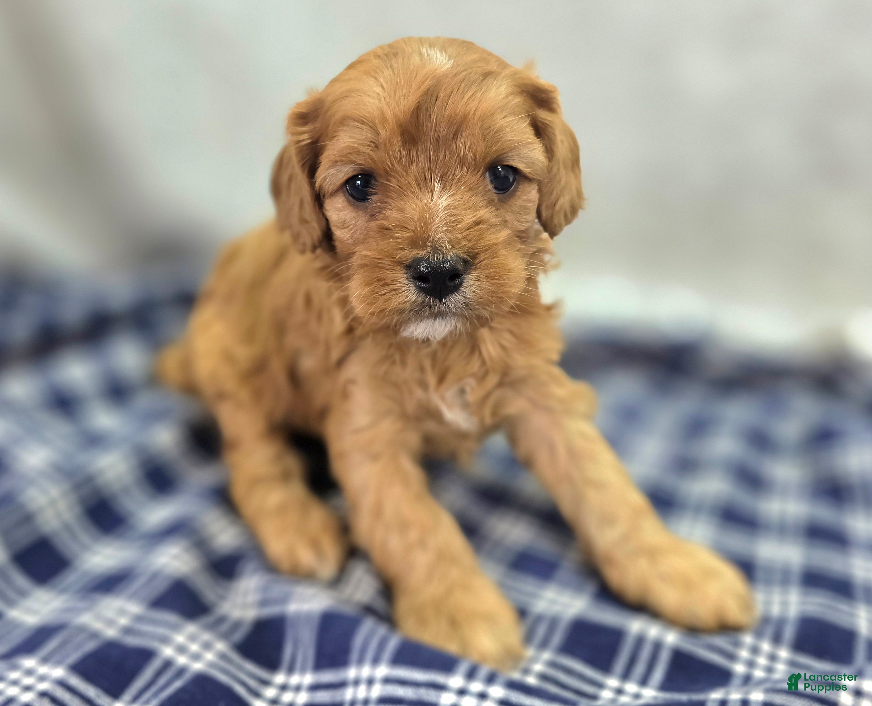 Cavapoo dogs Everest - Ad 15