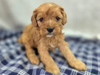 Cavapoo dogs Everest - Ad 15