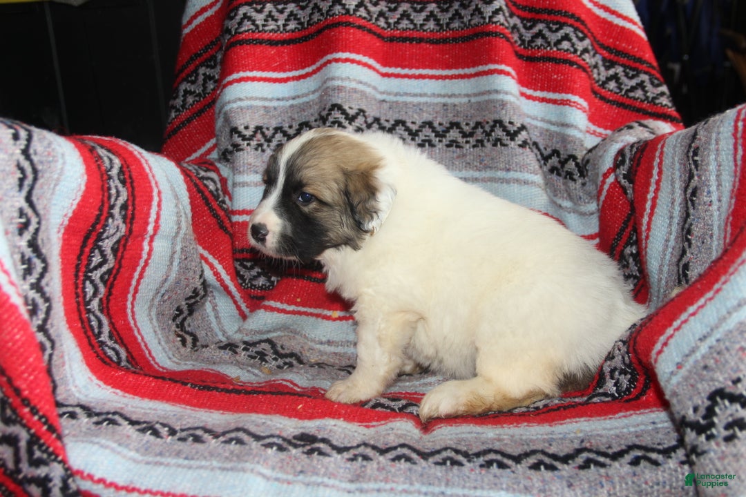 Mixed Breed dogs for sale: Zulu - Ad 2