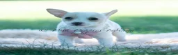 Chihuahua dogs for sale: Pearl - Ad 6
