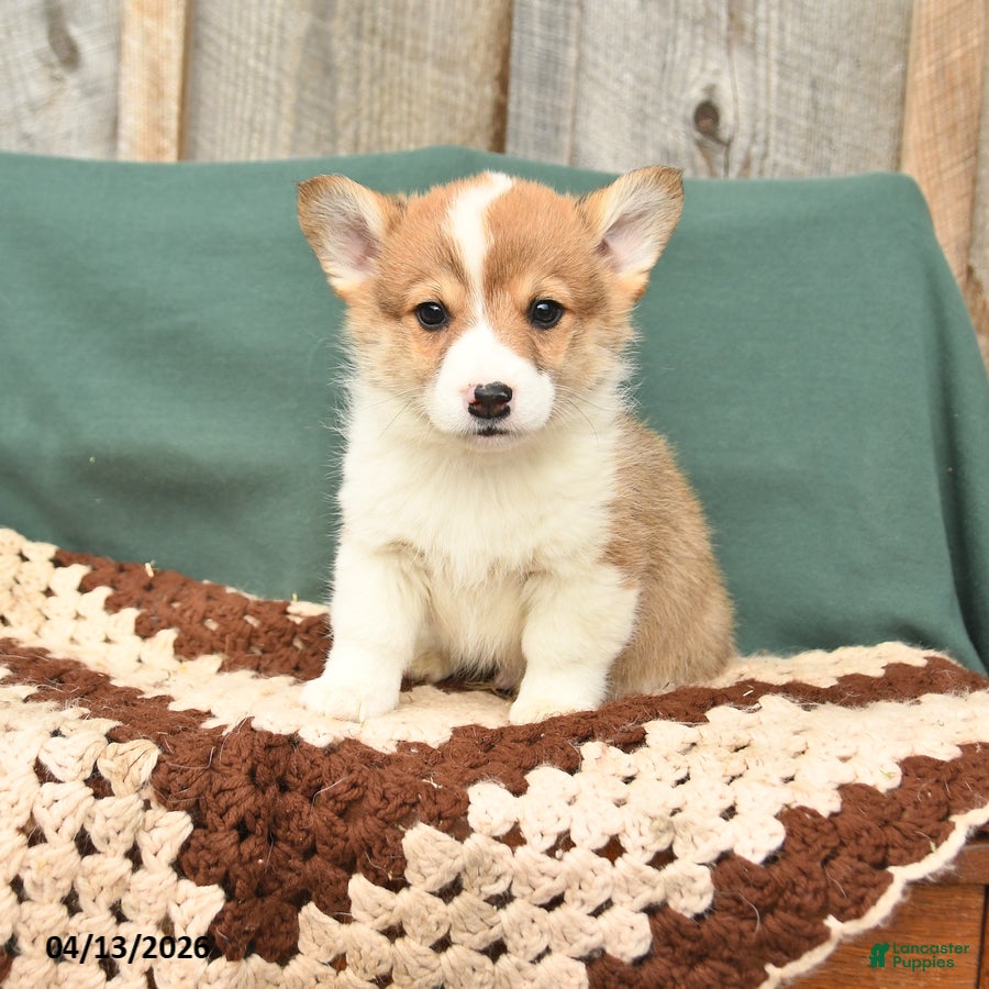 Welsh Corgi Pembroke dogs Howie - Ad 1