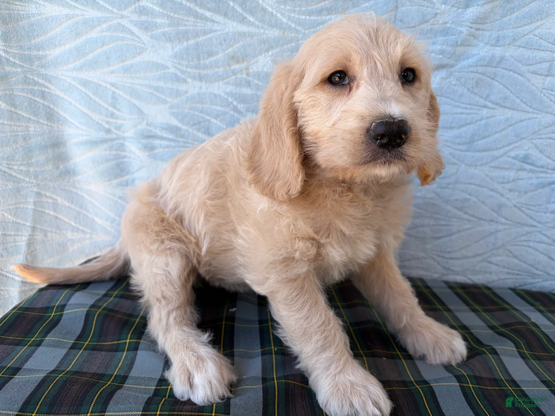 Labradoodle dogs for sale: Labradoodle 7 - Ad 2