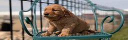 Golden Retriever dogs for sale: Dakota - Ad 4