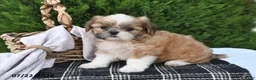 Shih Tzu dogs for sale: Carmel - Ad 4