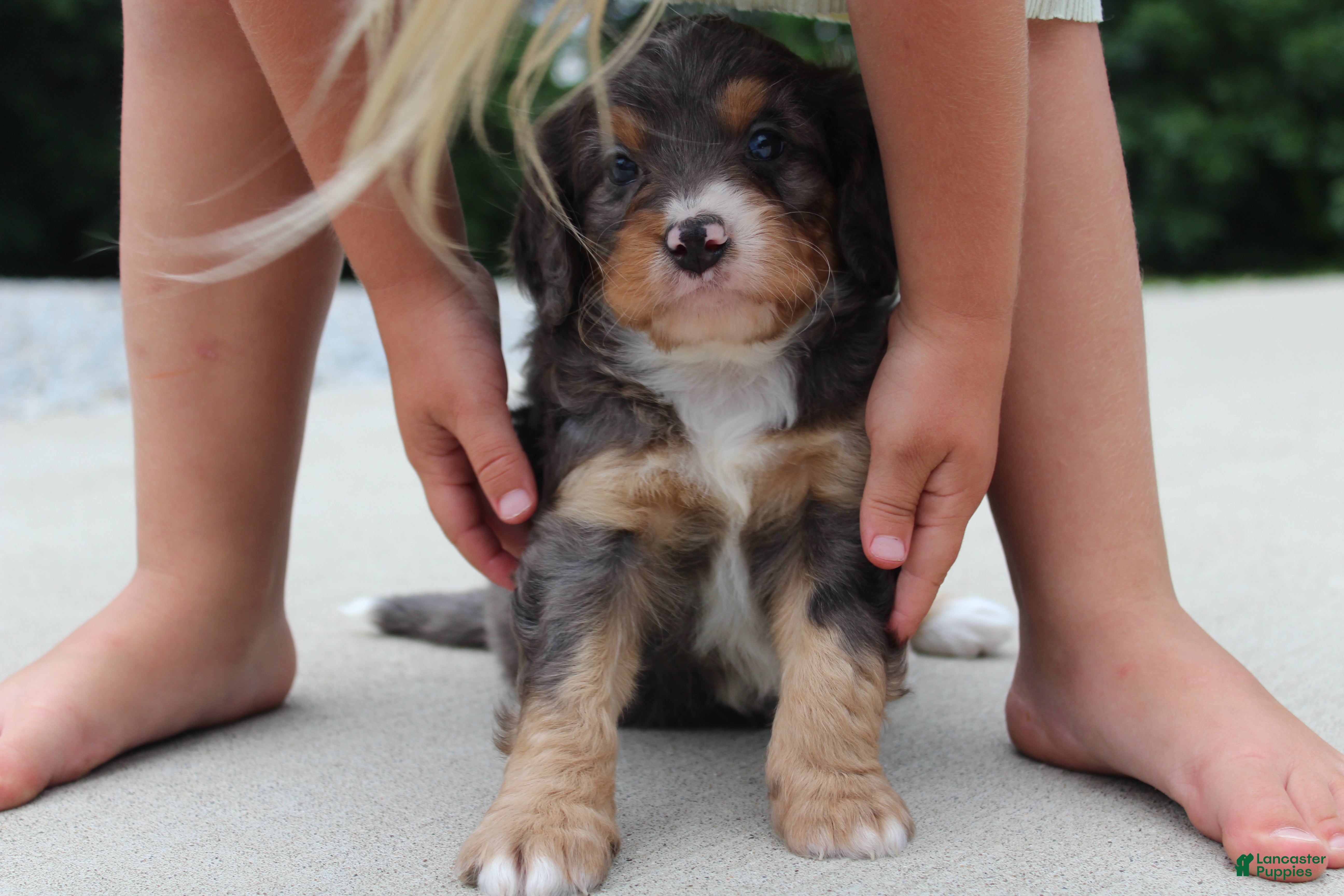 Mini Bernedoodle dogs Noa  - Ad 1