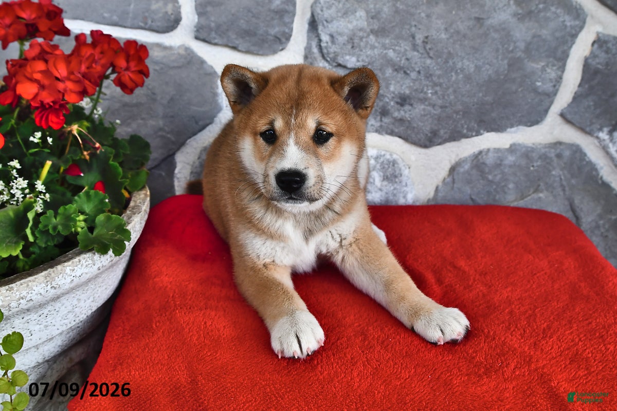 Shiba Inu dogs Milo - Ad 2
