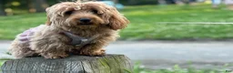 Doxiepoo dogs for sale: Doxiepoo 1 - Ad 3