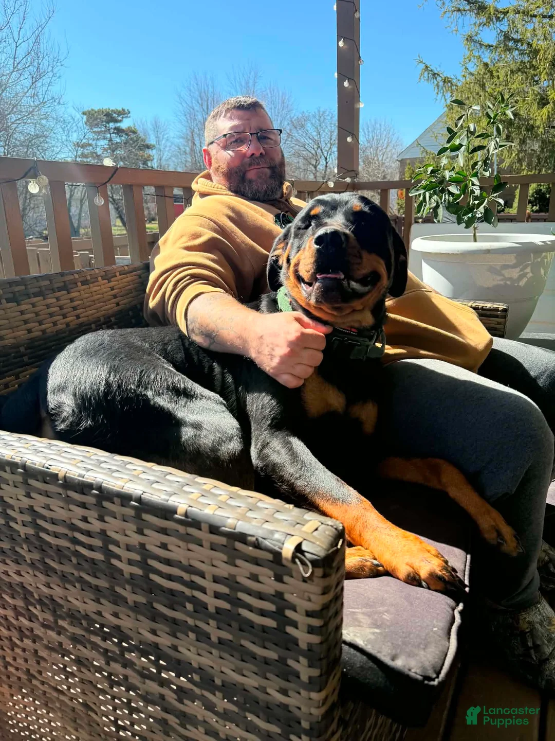Rottweiler dogs for sale: Rottweiler 8 - Ad 2