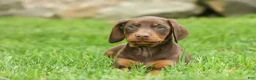 Doberman Pinscher dogs for sale:  Deacon (Red Rust) 🐶🖤🐾 - Ad 10