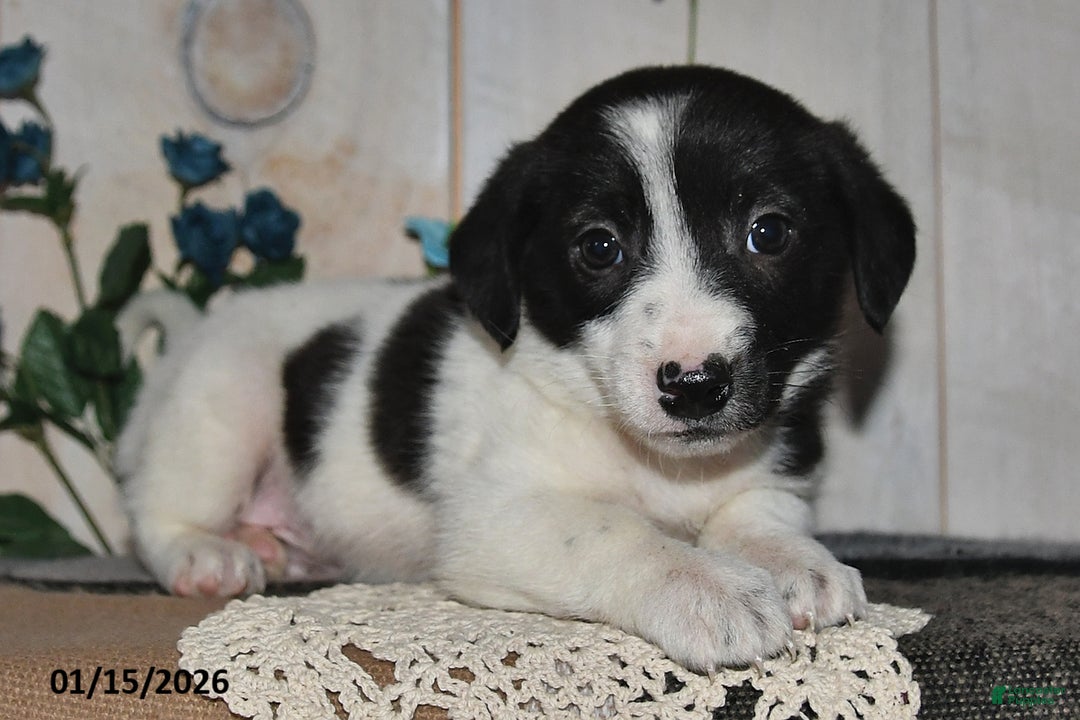 Mixed Breed dogs for sale: Chippy - Ad 3