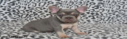 French Bulldog dogs for sale: Love Bug - Ad 3