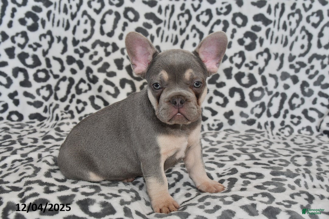 French Bulldog dogs for sale: Love Bug - Ad 3