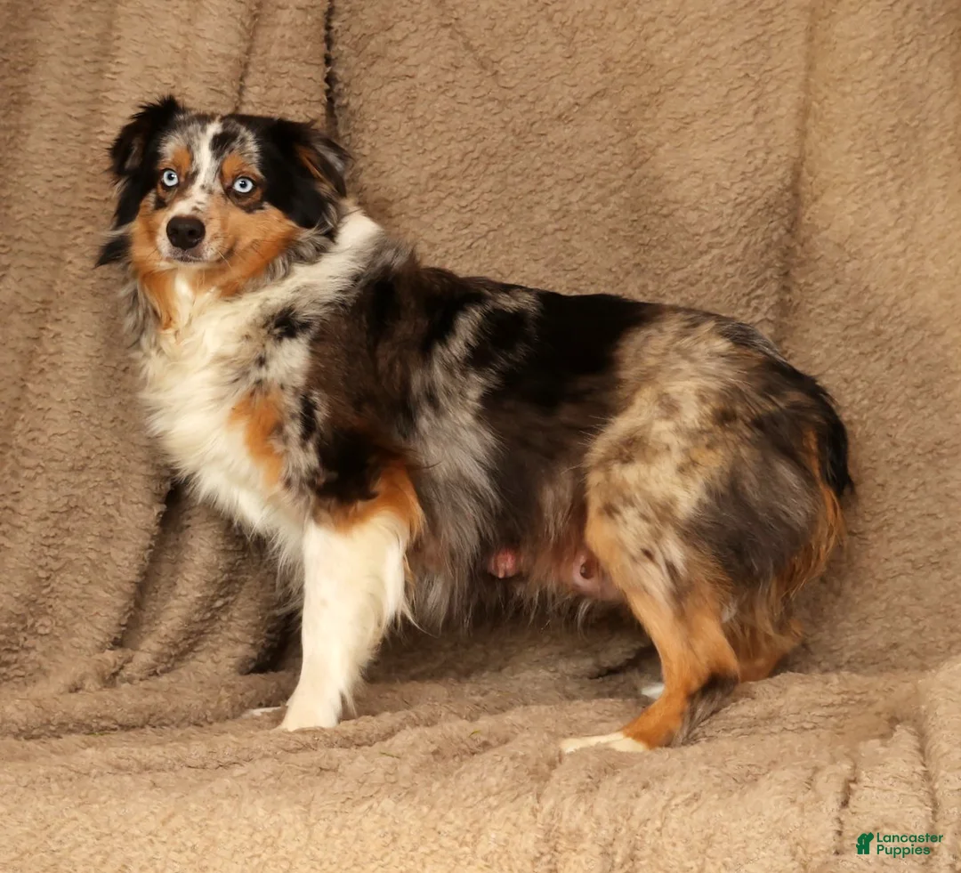Miniature Australian Shepherd dogs for sale: Dawson - Ad 10
