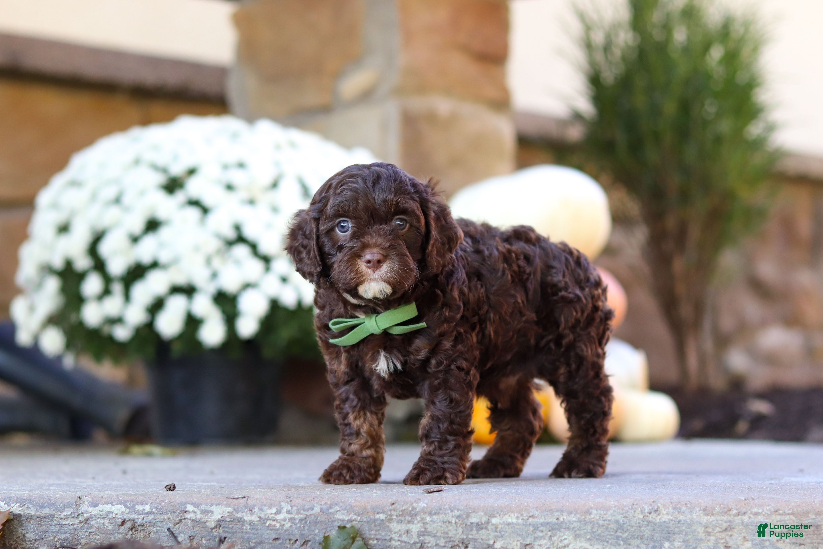 Cavapoo dogs for sale: Copper - Ad 2