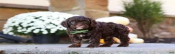 Cavapoo dogs for sale: Copper - Ad 2