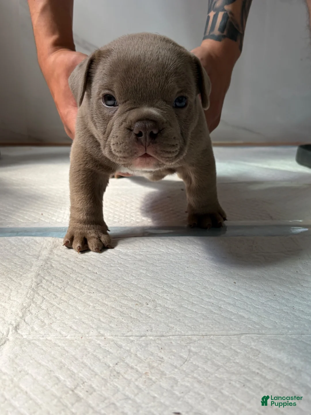 American Bulldog dogs for sale: American Bulldog 1 - Ad 1