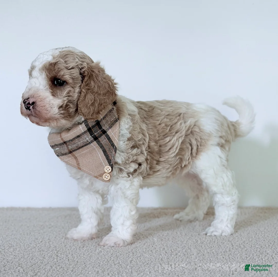 Mini Goldendoodle dogs for sale:  Clay-mini  - Ad 6