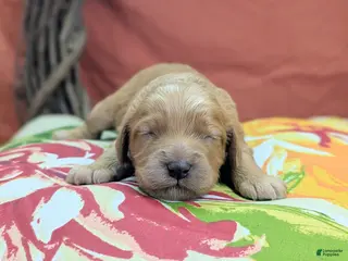 Cockapoo dogs Pips - Ad 10