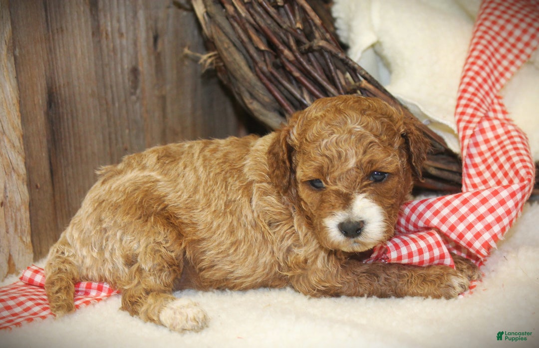 Cavapoo dogs for sale: Trix - Ad 5