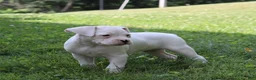 Boxer dogs for sale: Patrick - Ad 7