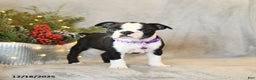 Boston Terrier dogs for sale: Sophie - Ad 1
