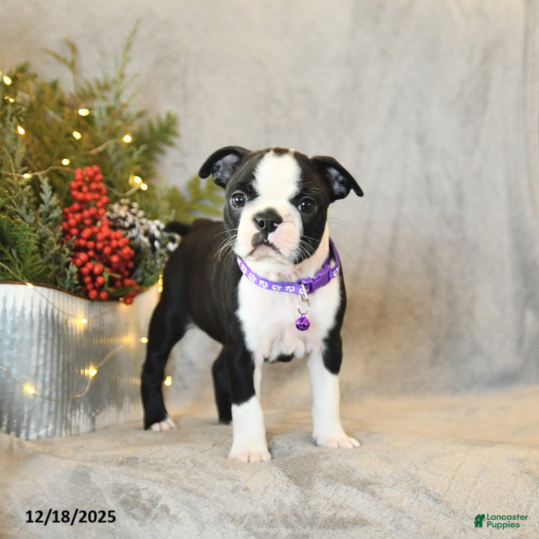 Boston Terrier dogs for sale: Sophie - Ad 1