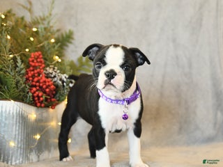 Boston Terrier dogs Sophie - Ad 8