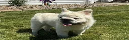 French Bulldog dogs for sale: Snow King Big Rope Fluffy - Ad 11