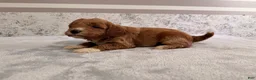 Mini Goldendoodle dogs for sale: Cole - Ad 3