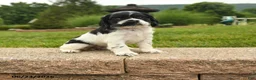 Cocker Spaniel dogs for sale: Leona - Ad 1