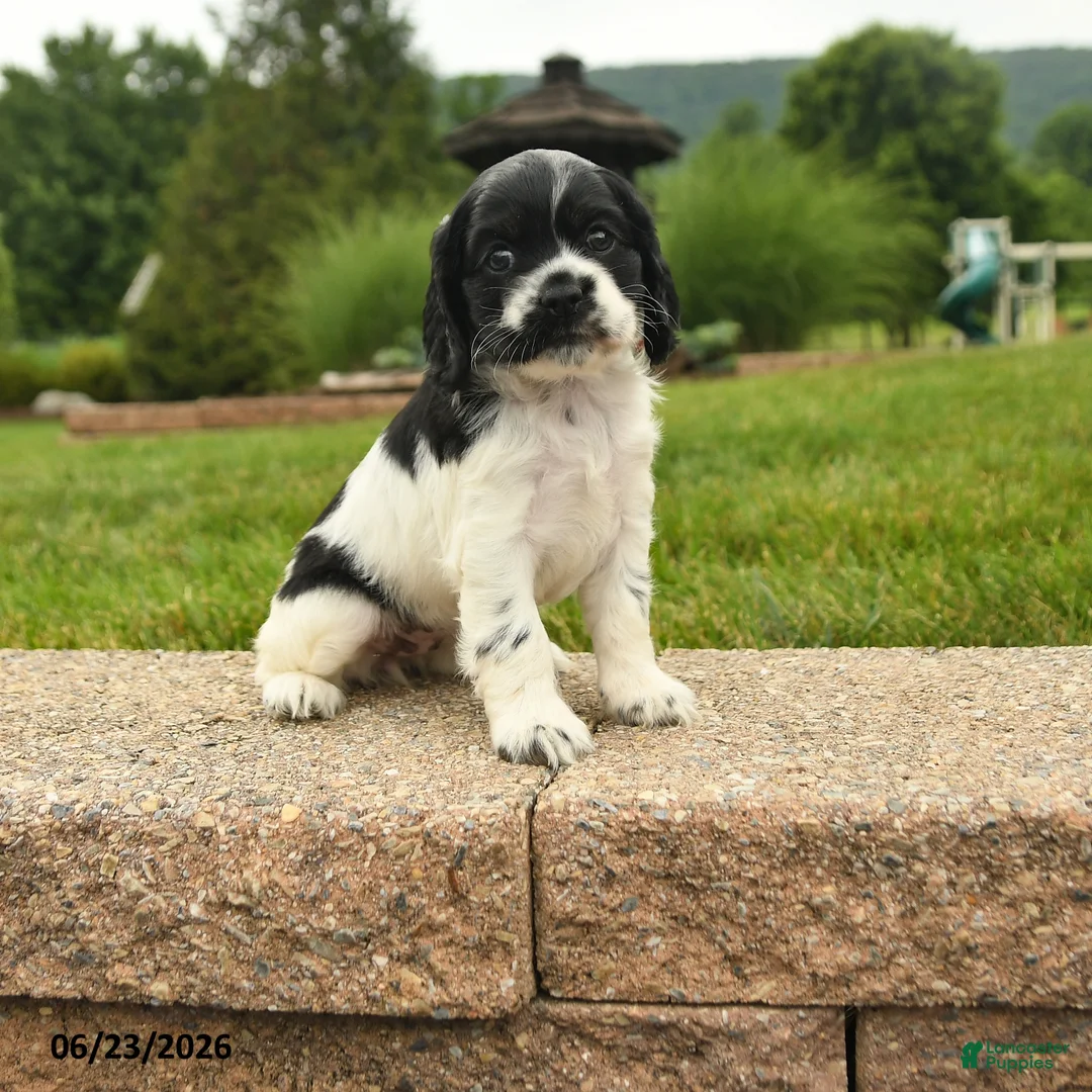 Cocker Spaniel dogs for sale: Leona - Ad 1