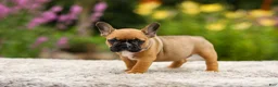 French Bulldog dogs for sale: Grace - Ad 5