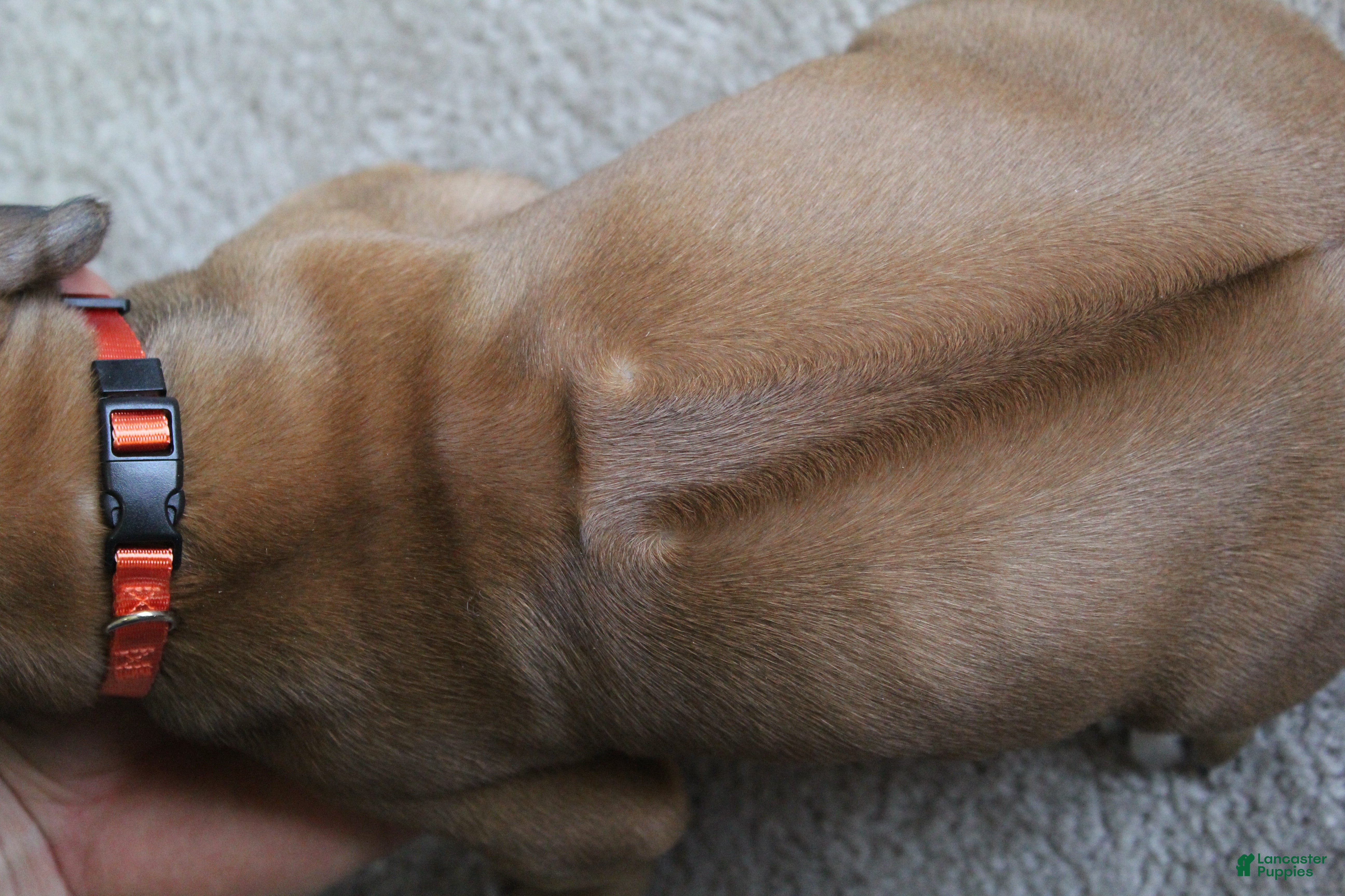 Rhodesian Ridgeback dogs Finn - Ad 2