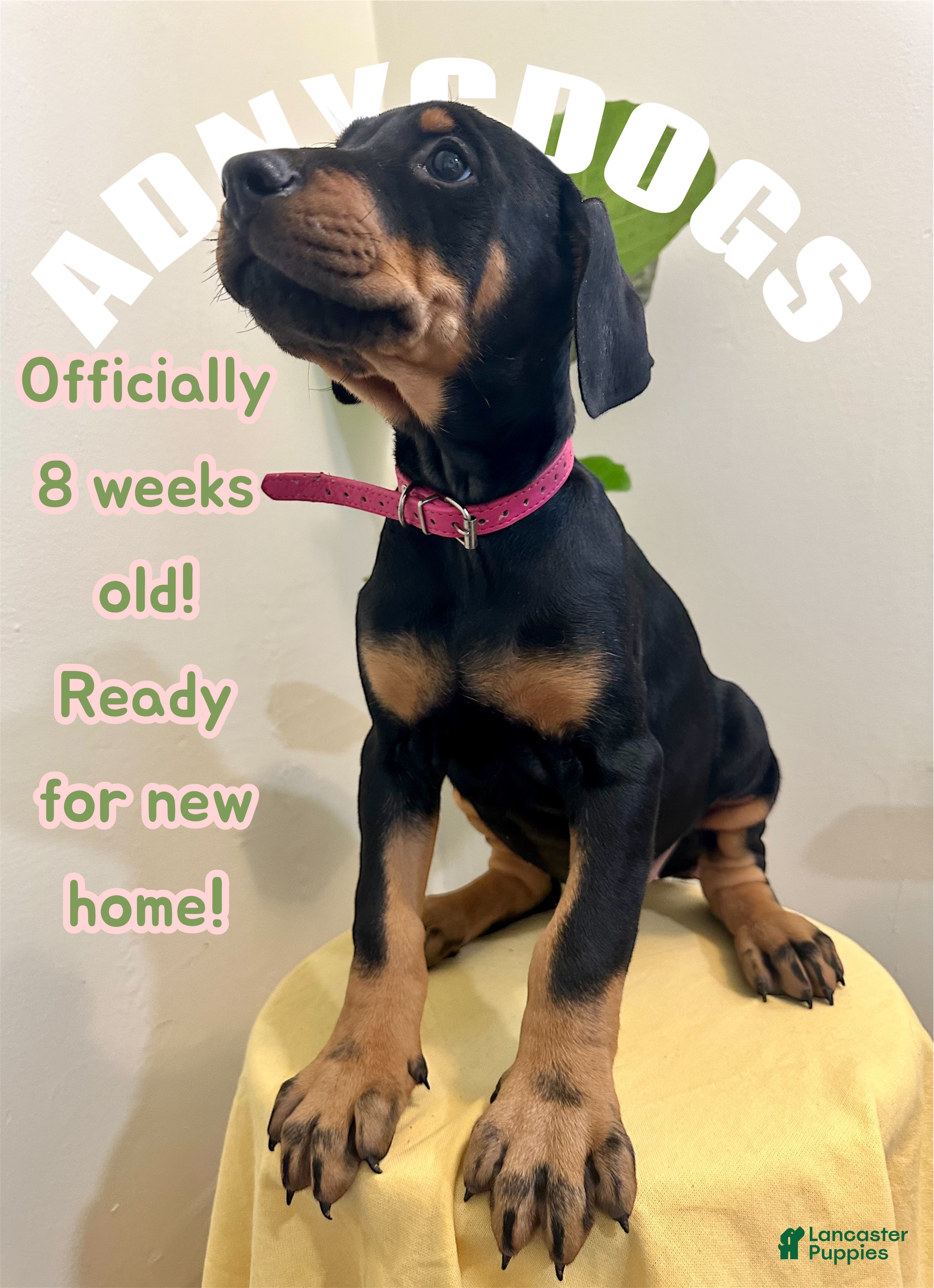 Doberman Pinscher dogs Doberman Pinscher (Female) - Ad 41