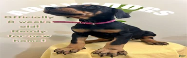 Doberman Pinscher (Female)