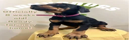Doberman Pinscher dogs for sale: Doberman Pinscher (Female) - Ad 1