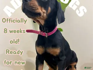 Doberman Pinscher dogs Doberman Pinscher (Female) - Ad 41