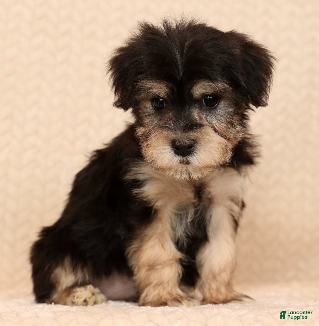 Yochon dogs for sale: Heidi - Ad 5