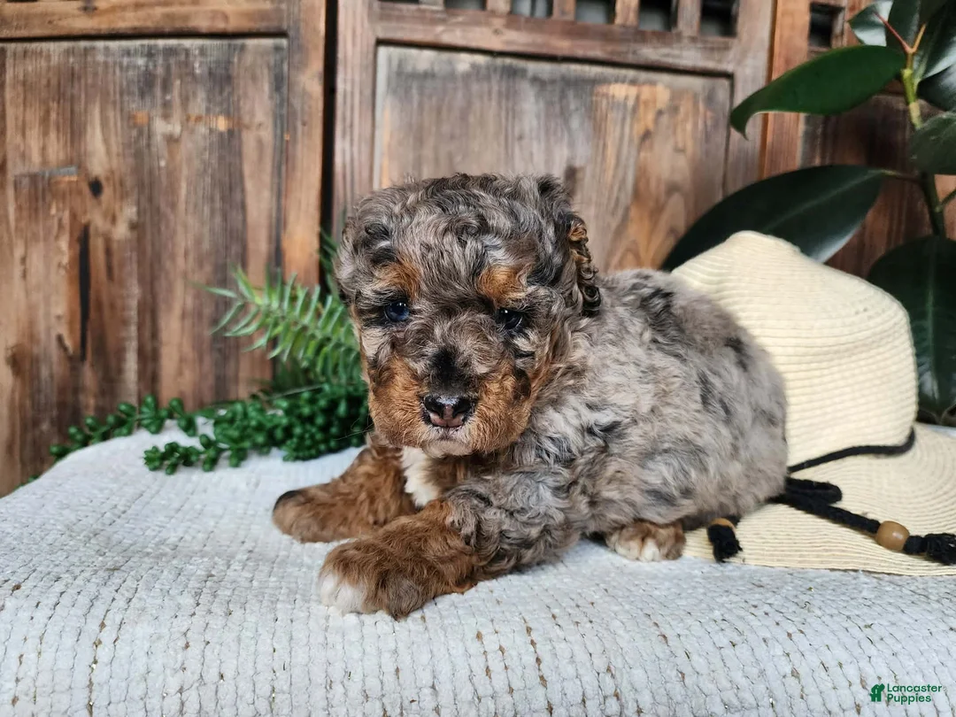 Mini Bernedoodle dogs for sale: Lettie - Ad 1
